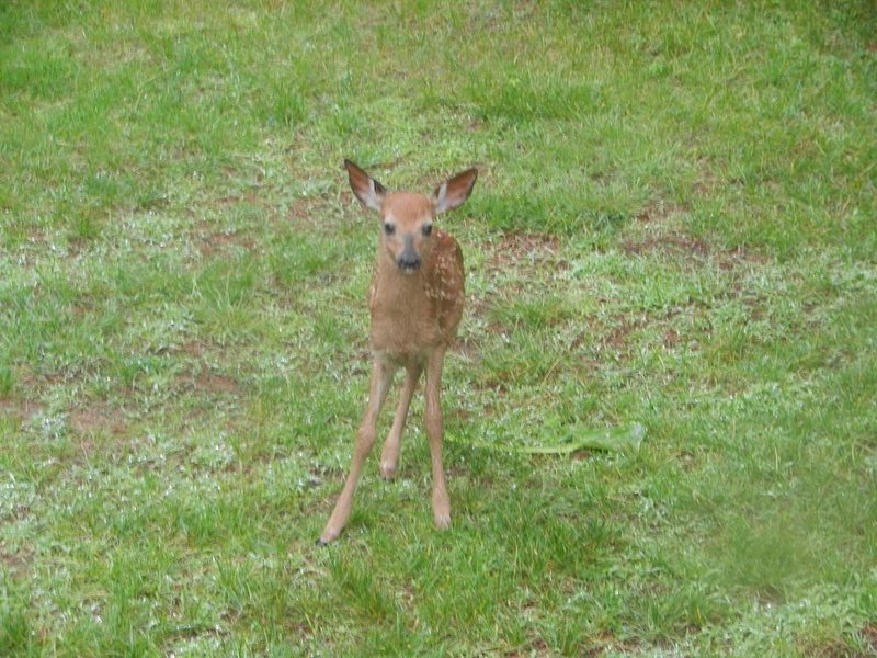Illustration for article titled Fawn on my Lawn